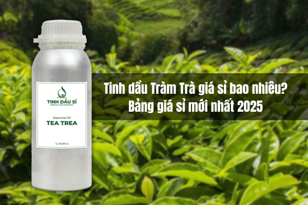 Tinh dầu Tràm Trà giá sỉ bao nhiêu? Bảng giá mới nhất 2025 cho nhà sản xuất