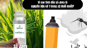 Vì sao tinh dầu sả Java là nguyên liệu số 1 trong xịt đuổi muỗi?