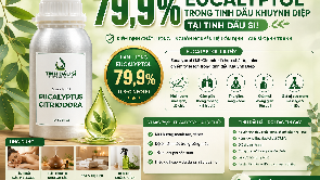 79,9% Eucalyptol trong Tinh dầu Khuynh Diệp tại Tinh Dầu Sỉ!