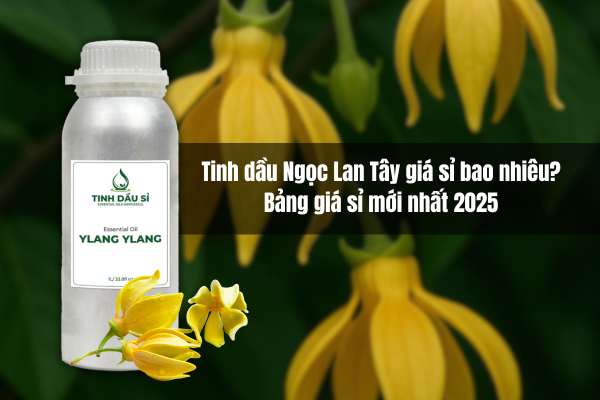 Tinh dầu Ngọc Lan Tây giá sỉ bao nhiêu? Bảng giá mới nhất 2025 cho nhà sản xuất
