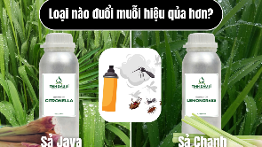 So sánh tinh dầu sả Java vs sả chanh: loại nào đuổi muỗi hiệu quả hơn?