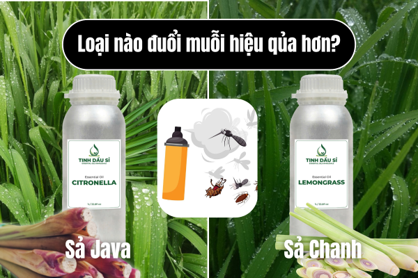 So sánh tinh dầu sả Java vs sả chanh: loại nào đuổi muỗi hiệu quả hơn?